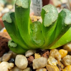 Haworthia Truncata M-k-h-N