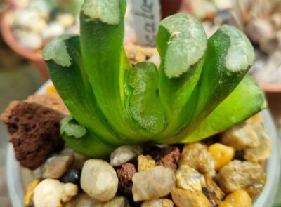 Haworthia Truncata M-k-h-N