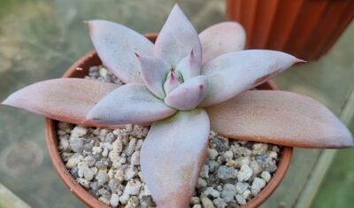 Echeveria "Mexican Giant"