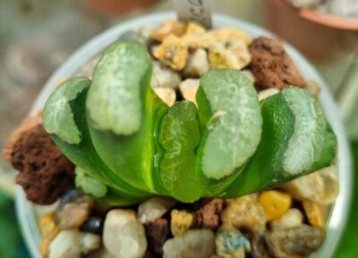 Haworthia Truncata M-k-h-N - Зображення 2