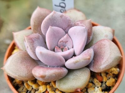 Echeveria "DEBBY"