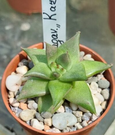 Echeveria agavoides "Karens" - Зображення 3