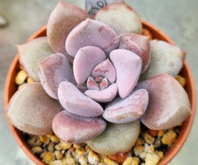 Echeveria "DEBBY" - Зображення 2
