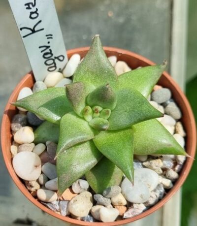 Echeveria agavoides "Karens" - Зображення 2