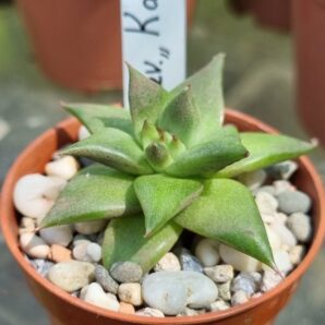 Echeveria agavoides "Karens"