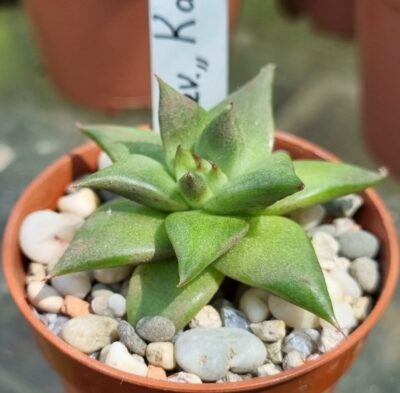 Echeveria agavoides "Karens"