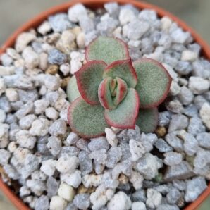 Echeveria "Lemon and Lime"