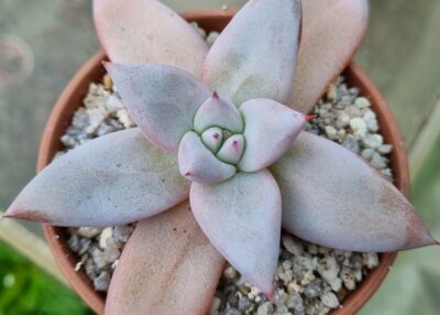 Echeveria "Mexican Giant" - Зображення 2