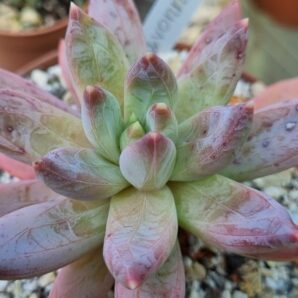 PACHYVERIA "YVONNE"