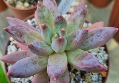 PACHYVERIA "YVONNE"