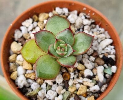 Echeveria agavoides "KISS OF FIRE" - Зображення 2