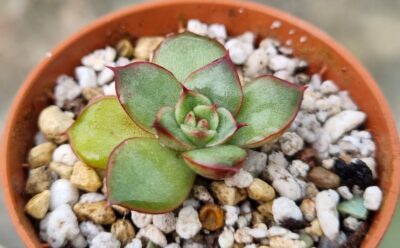 Echeveria agavoides "KISS OF FIRE"