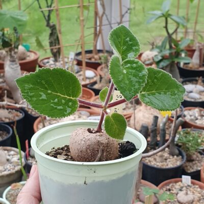Sinningia iarae - Зображення 2