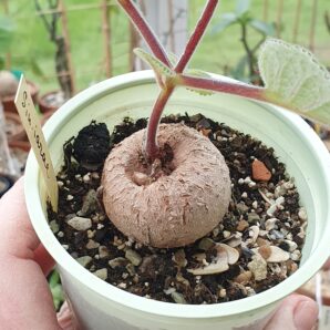 Sinningia iarae