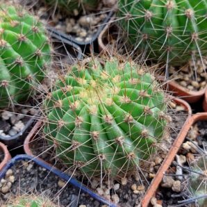 Acanthocalycium spiniflorum