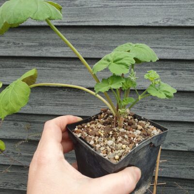 Pelargonium odoratissimum