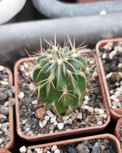 Lobivia acanthoplegma v.patula WR54 - Зображення 2