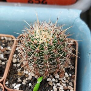 Lobivia aurea