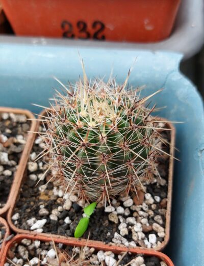 Lobivia aurea