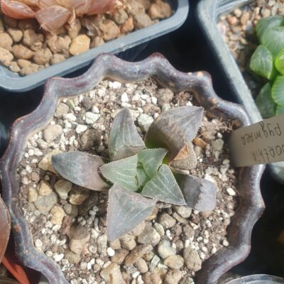 Haworthia pygmaea - Зображення 2