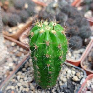 Echinopsis bridgesii (Pavlichek 1162.50) | 34