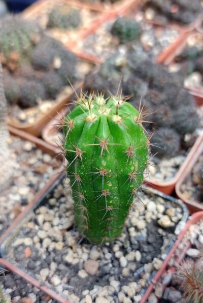 Echinopsis bridgesii (Pavlichek 1162.50)