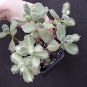 cotyledon tomentosa mediovariegata bear's paw