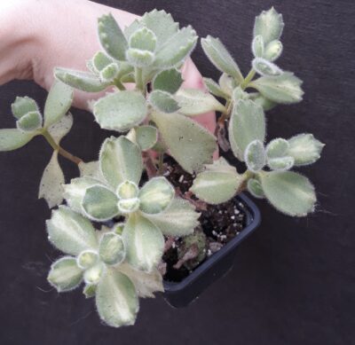 cotyledon tomentosa mediovariegata bear's paw