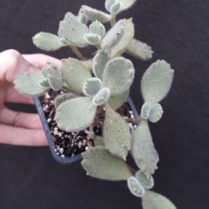 cotyledon tomentosa