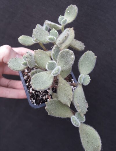 cotyledon tomentosa