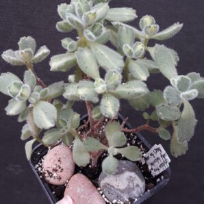 cotyledon tomentosa mediovariegata bear's paw