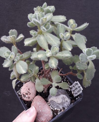 cotyledon tomentosa mediovariegata bear's paw