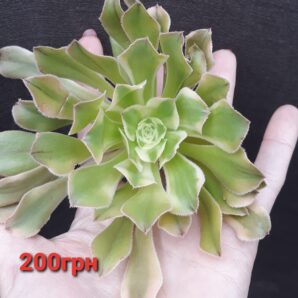 aeonium arboreum variegata зріз | 4