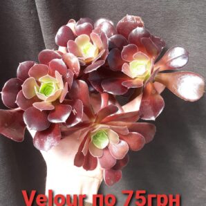 Aeonium Velour зріз