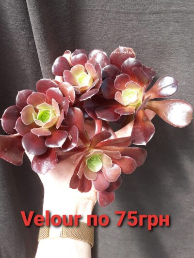 Aeonium Velour зріз