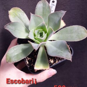 Aeonium Escobarii
