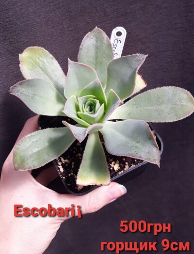 Aeonium Escobarii