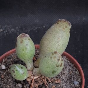 Adromischus cooperi