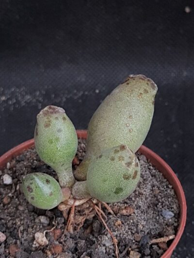Adromischus cooperi
