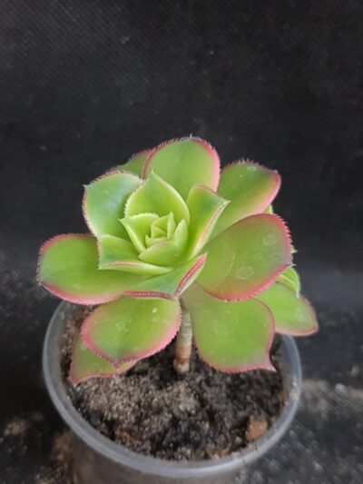 Aeonium Kiwi