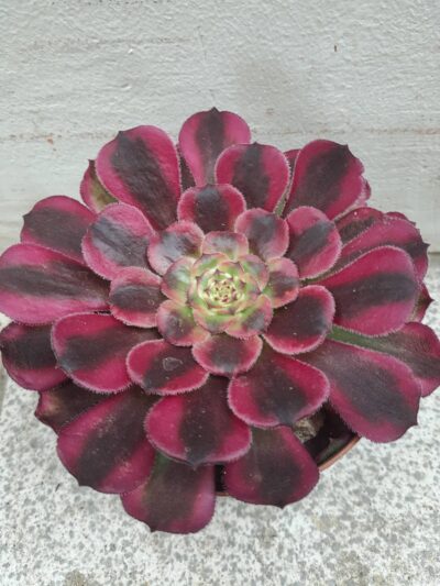 Aeonium Mardi Gras - Зображення 2