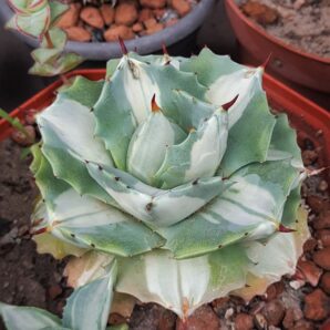 Agave isthmensis ‘Ohi Raijin Shiro Nakafu’ – Variegated Dwarf
