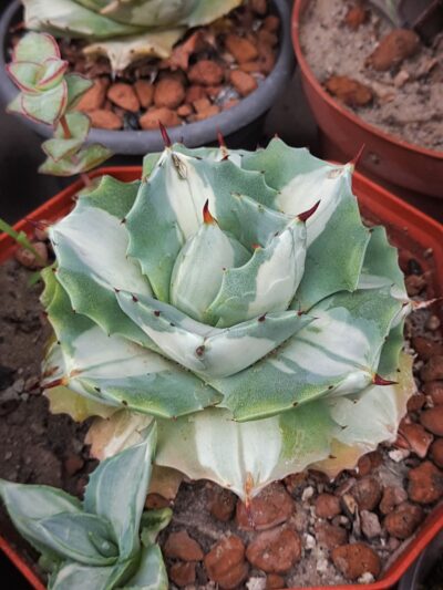 Agave isthmensis ‘Ohi Raijin Shiro Nakafu’ – Variegated Dwarf