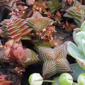 Crassula corymbulosa