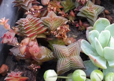 Crassula corymbulosa