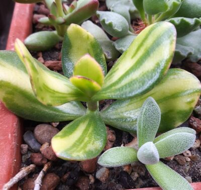 Crassula ovata Solana