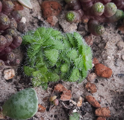 Crassula setulosa