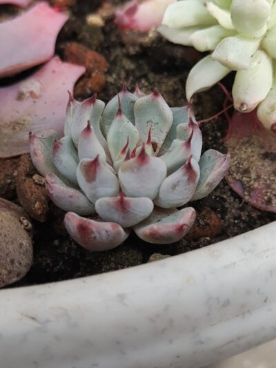 Echeveria cuspidata var. zaragoza