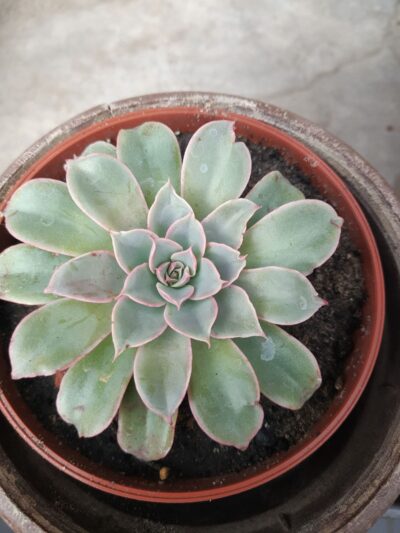 Echeveria Fantastic Fountain - Зображення 2