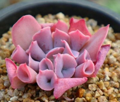 Echeveria Trumpet Pinky - Зображення 2